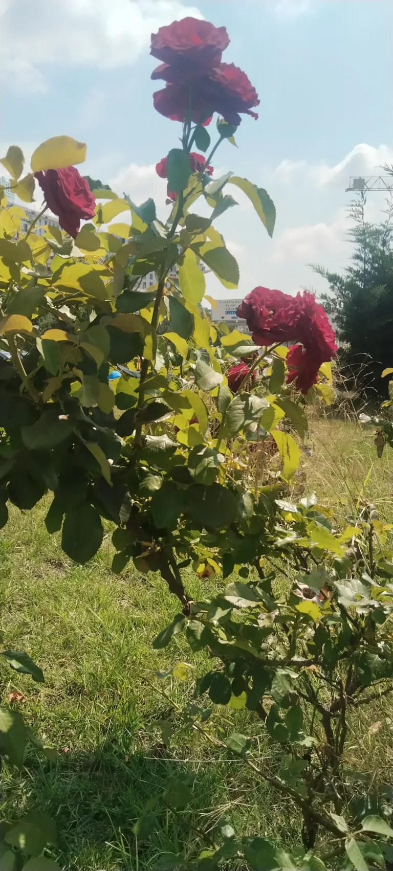 AŞK LAFTAN ANLAMAZ...