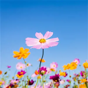 Aşkın esiri