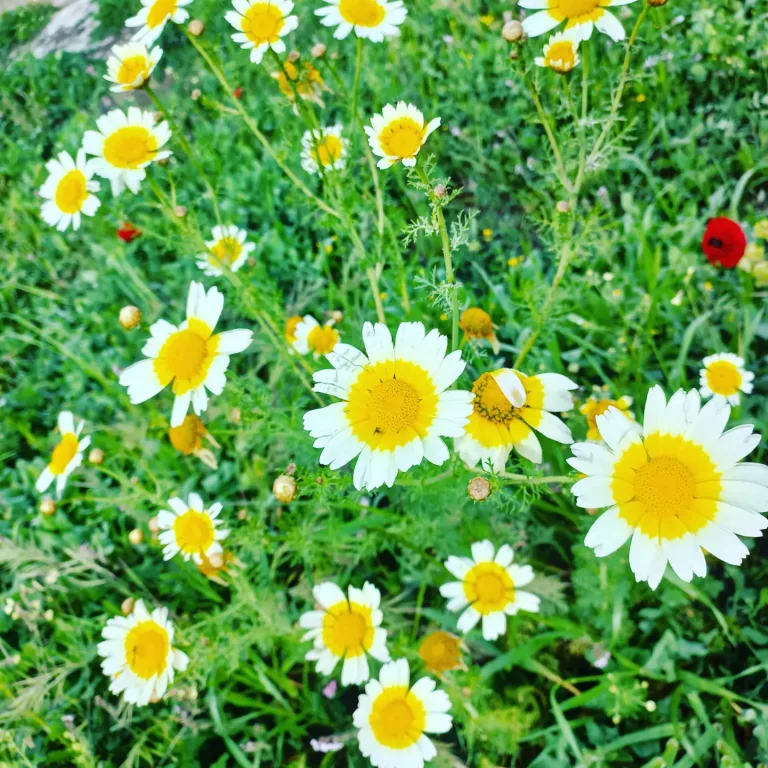 ÇİÇEKLERİN İNFAZI 🥀