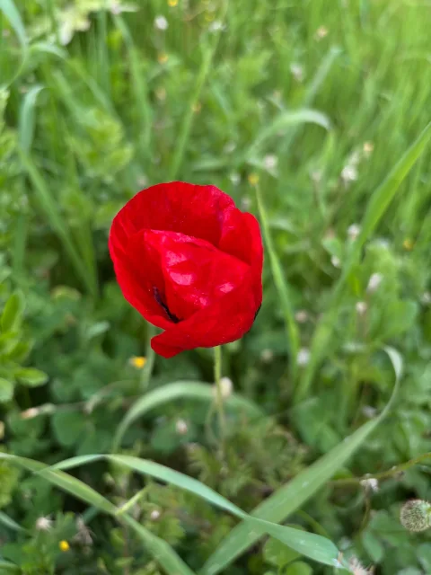 Gelincik görseli