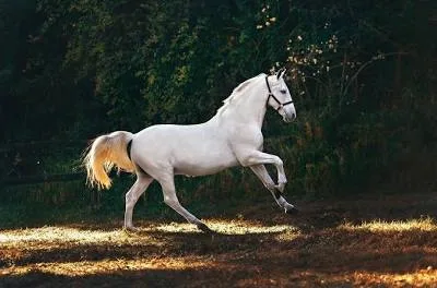 Hayat Borcu ve Yeni Yol