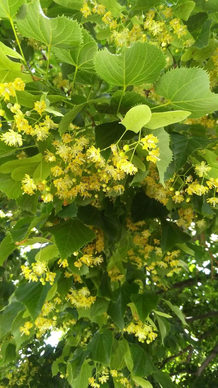 Köye gidelim mi?