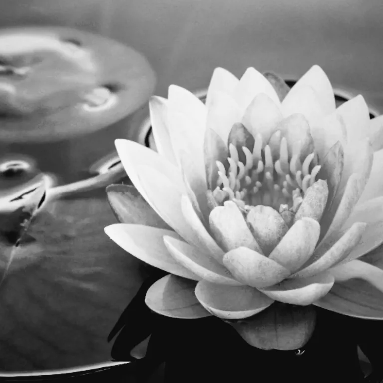 Lotus🪷