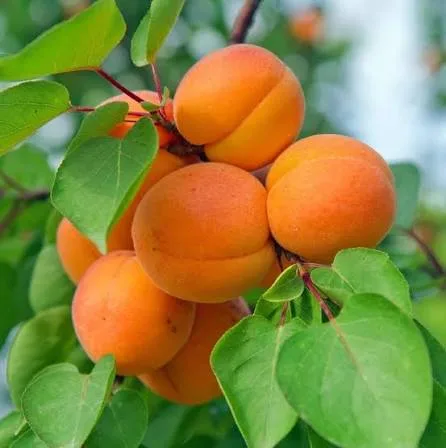 ÖLÜME 5 KALA görseli