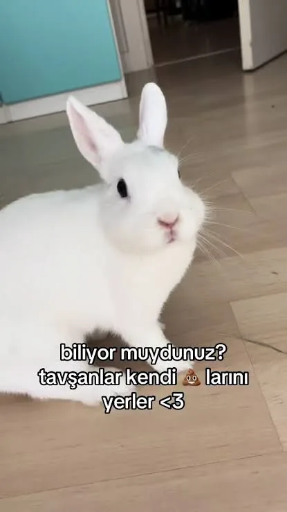 On Sekiz Yaşında Bir Tavşan