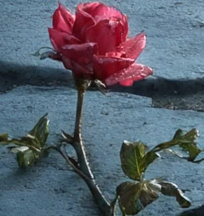Sende Bıraktım