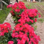 SEVDANIN İZİ