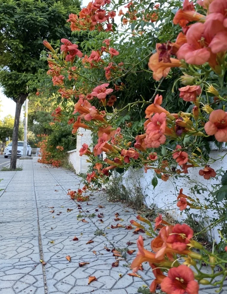 Umutsuz Sevda